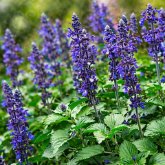 Salvia 'big blue bicolour' - šalvia - Salvia 'Big Blue Bicolour' - šalvia 1