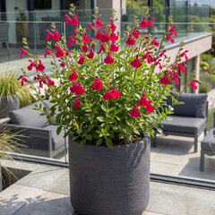 Salvia 'cherry lips' - šalvia - Salvia 'Cherry Lips' 