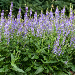 Salvia 'fashionista azure snow' - šalvia - Salvia 'Fashionista Azure Snow'