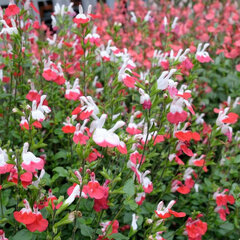 Salvia 'hot lips' - šalvia - Salvia 'Hot Lips'