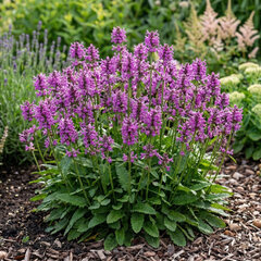 Stachys 'ukkie' - čistec - Stachys 'Ukkie' 