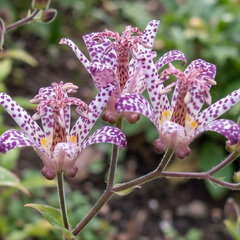 Tricyrtis 'empress' - ľaliovka k1l - Tricyrtis 'Empress' 