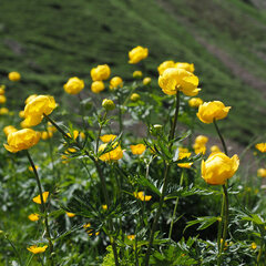 Trollius europaeus - 9250588 Trollius europaeus 02
