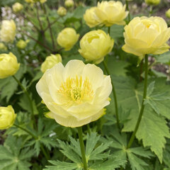 Trollius 'fullmoon' - žltohlav - Trollius 'FullMoon'