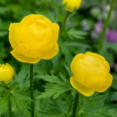 Trollius 'lemon queen' - žltohlav - Trollius 'Lemon Queen'  1
