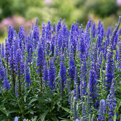 Veronica 'anniversary blue' - veronika - Veronica 'Anniversary Blue' - veronika 1