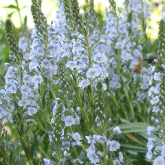 Veronica gentianoides - veronika - 9250604 Veronica gentianoides 02