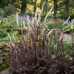 Actaea 'pink spike' - ploštičník - Actaea 'Pink Spike'