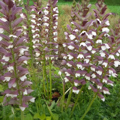 Acanthus 'white lips' - akant - Acanthus 'White Lips' - akant 2