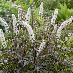 Actaea 'black negligee' - samorastlík - Actaea 'Black Negligee'