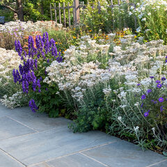 Anaphalis triplinervis - plesňulka - Anaphalis triplinervis