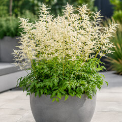 Aruncus 'goatee' - udatník - Aruncus 'Goatee'