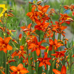 Crocosmia 'babylon' - montbrécia - Crocosmia 'Babylon' - montbrécia 1