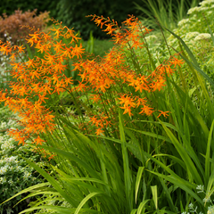 Crocosmia 'star of the east' - montbrécia - Crocosmia 'Star of the East'  1