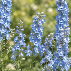 Delphinium 'summer skies' -stračonôžka - Delphinium 'Summer Skies'