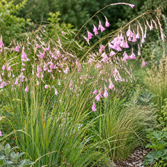 Dierama pulcherrimum - dierama - Dierama pulcherrimum 