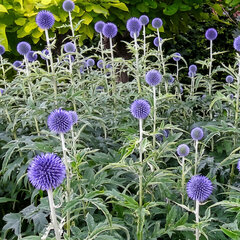 Echinops 'taplow blue' - ježibaba - Echinops 'Taplow Blue'