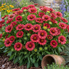 Gaillardia 'mariachi red' - kokarda - Gaillardia 'Mariachi Red'