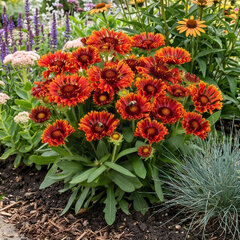 Gaillardia 'mariachi red sky' - kokarda - Gaillardia 'Mariachi Red Sky' 