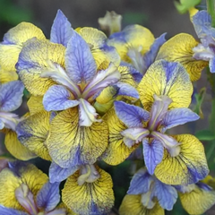 Iris s. 'tipped in blue' - kosatec - iris_