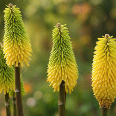 Kniphofia 'bees lemon' - fakľovka - Kniphofia 'Bees Lemon' - fakľovka 1