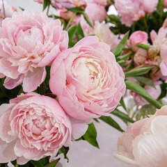 Paeonia 'catharine fontijn' - pivonka k3l - Paeonia 'Catharine Fontijn'