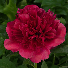 Paeonia 'command performance' - pivonka 2l - Paeonia 'Command Performance' 1
