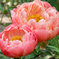 Paeonia 'coral charm' - pivonka k2l - Paeonia 'Coral Charm'