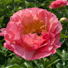 Paeonia 'coral sunset' - pivonka k2l - Paeonia 'Coral Sunset' 