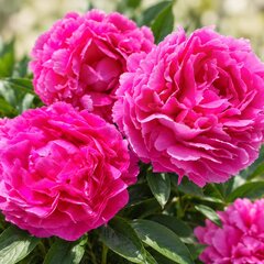 Paeonia 'dayton' - pivonka vk - Paeonia 'Dayton'