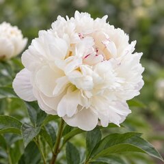 Paeonia 'gardenia' - pivonka vk - Paeonia 'Gardenia' 
