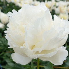 Paeonia 'henry sass' - pivonka k2l - Paeonia 'Henry Sass'