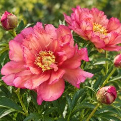 Paeonia itoh 'hillary' - pivonka vk - Paeonia Itoh 'Hillary' 