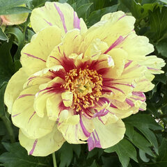 Paeonia itoh 'lollipop' - pivonka k3l - Paeonia Itoh 'Lollipop'