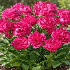 Paeonia 'patio peony london' - pivonka vk - Paeonia 'Patio Peony London' 