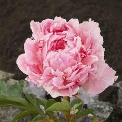 Paeonia 'pietertje vriend'- pivonka k2l - Paeonia 'Pietertje Vriend'- pivonka 2L 1