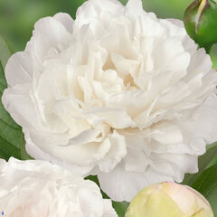 Paeonia 'puffed cotton'- pivonka k3l - Paeonia 'Puffed Cotton'