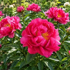 Paeonia 'raspberry charm' - pivonka vk - Paeonia 'Raspberry Charm'