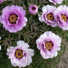 Paeonia s. 'flare vintage' - drevitá pivonka k3l - Paeonia s. 'Flare Vintage'