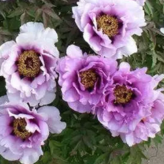 Paeonia s. 'flare vintage' - drevitá pivonka k3l - paeonia flare vintage_3