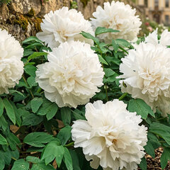 Paeonia s. 'snow tower' - drevitá pivonka k3l - Paeonia s. 'Snow Tower'