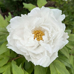 Paeonia s. 'white' - drevitá pivonka k2l - Paeonia s. 'White' 1