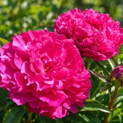 Paeonia 'victoire de la marne' - pivonka vk - Paeonia 'Victoire de la Marne'