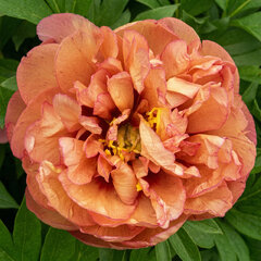 Paeonia x itoh 'orange victory' - pivonka k2l - Paeonia x Itoh 'Orange Victory' 