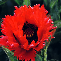 Papaver 'glowig amber'- mak - Papaver 'Glowig Amber'- mak 1