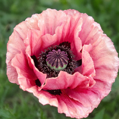 Papaver 'marlene'- mak - Papaver 'Marlene' 1