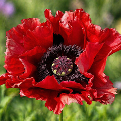 Papaver 'red rumble' - mak - Papaver 'Red Rumble' - mak
