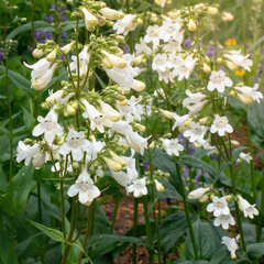 Penstemon 'white bedder' - dráčik - Penstemon 'White Bedder'