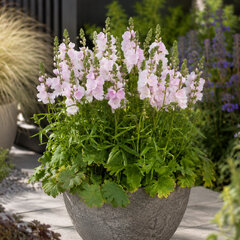 Sidalcea 'little princess' - sidalka - Sidalcea 'Little Princess'