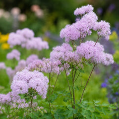 Thalictrum 'cotton candy' - žltuška - Thalictrum 'Cotton Candy'
